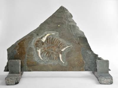 2017 - 24" x 36" x 15" - Grès bleu ciselé, patine acrylique, pyrite de fer et argenterie (Reine Elizabeth)