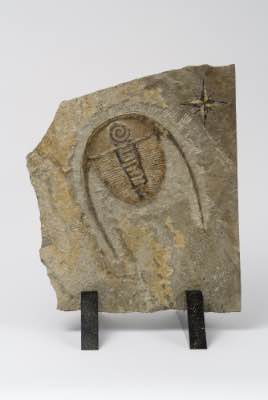 H 23" x L 17.5" x P 13" (avec base) - grès bleu ciselé avec flocons de muscovite et patine, sur base de bois de rose